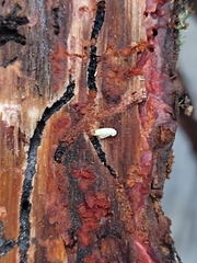 Dendroctonus frontalis