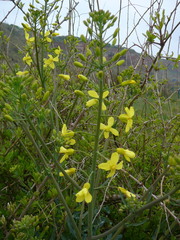 Brassica oleracea