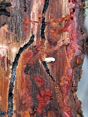 Dendroctonus frontalis