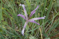 Iris songarica