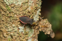 Anasa apicalis