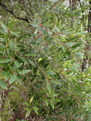 Metrosideros robusta