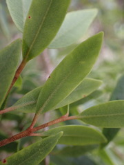 Metrosideros robusta