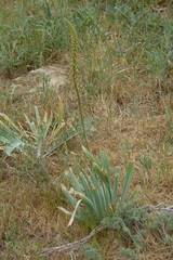 Eremurus spectabilis
