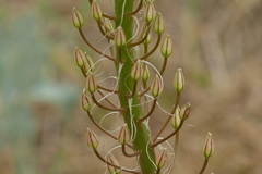Eremurus spectabilis