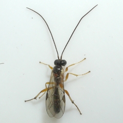 Ctenopelmatinae