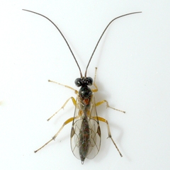Ctenopelmatinae