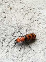 Cissites auriculata