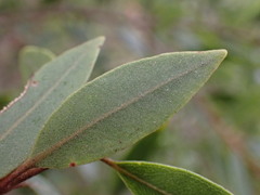 Metrosideros robusta
