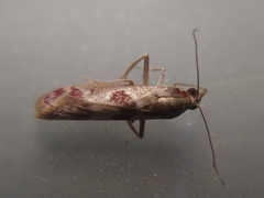 Syntonarcha iriastis