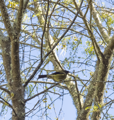 Anthornis melanura melanura