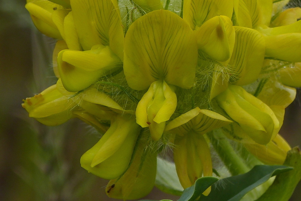 Astragalus jessenii