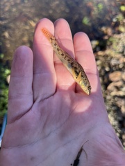 Etheostoma olmstedi