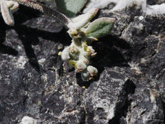Chenopodium trigonon