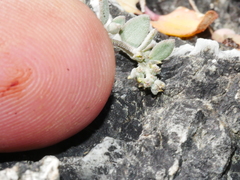 Chenopodium trigonon