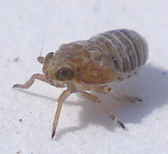 Conomelus anceps