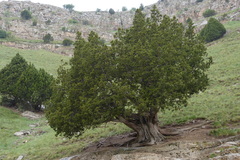 Juniperus polycarpos turcomanica