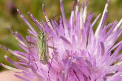 Oncotylus viridiflavus