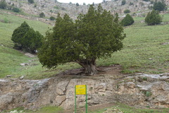 Juniperus polycarpos turcomanica