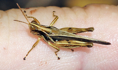 Orphulella