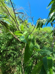 Cordia rickseckeri