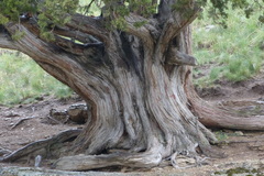 Juniperus polycarpos turcomanica