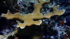 Acropora palmata