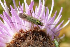 Oncotylus viridiflavus