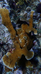 Acropora palmata
