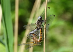 Libellula fulva