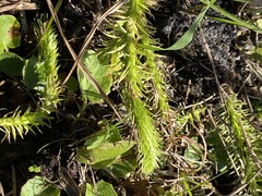 Lycopodiella