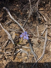 Moraea polystachya