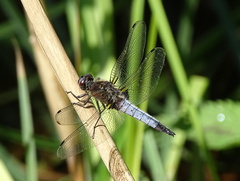 Libellula fulva
