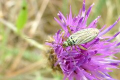 Oncotylus viridiflavus