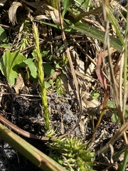 Lycopodiella