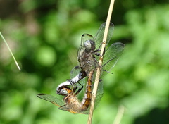 Libellula fulva