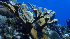 Acropora palmata