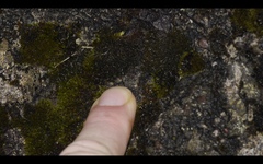 Lathagrium cristatum