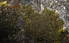 Lathagrium cristatum