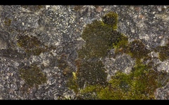 Lathagrium cristatum