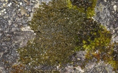 Lathagrium cristatum