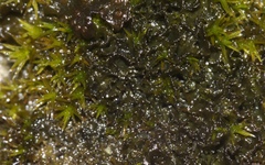 Lathagrium cristatum