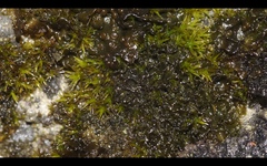 Lathagrium cristatum