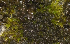 Lathagrium cristatum