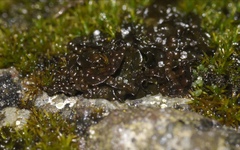 Lathagrium cristatum