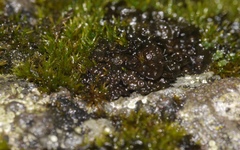 Lathagrium cristatum