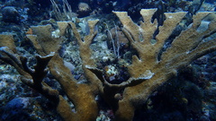 Acropora palmata