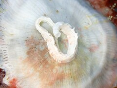 Spirobranchus lamarcki