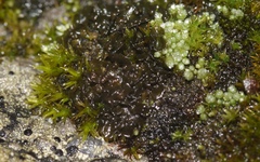 Lathagrium cristatum