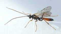 Ctenopelmatinae